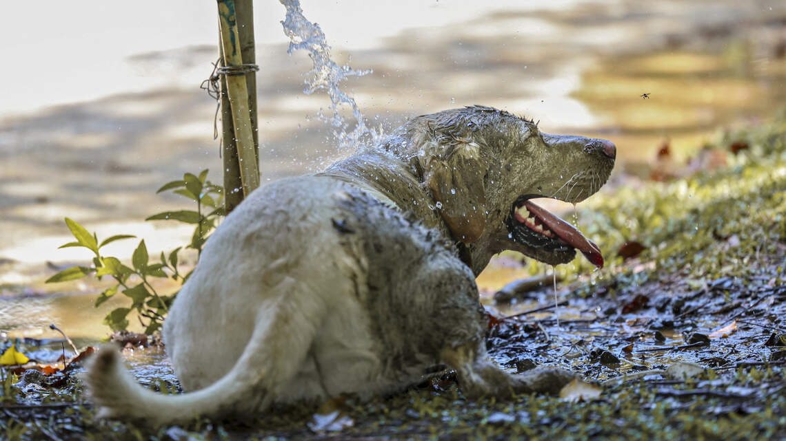 1 in 7 dogs treated for heatstroke don't make it. Here's what most owners get wrong about summer safety