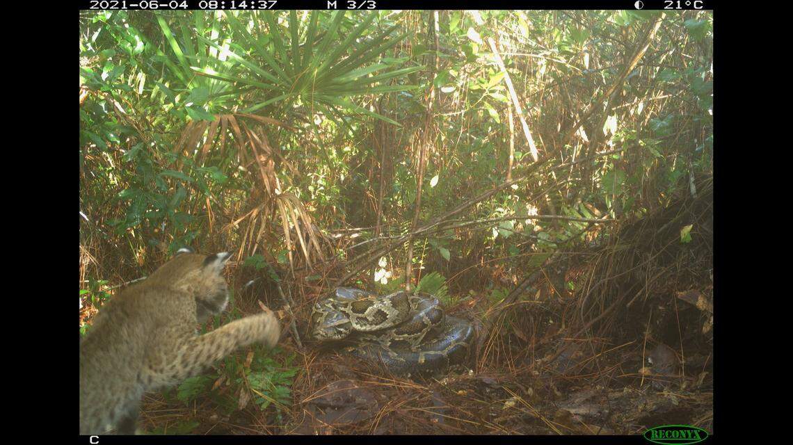 While the bobcat primarily targeted the Burmese python’s nest while it was away, it attacked the snake directly on at least one occasion, according to researchers.