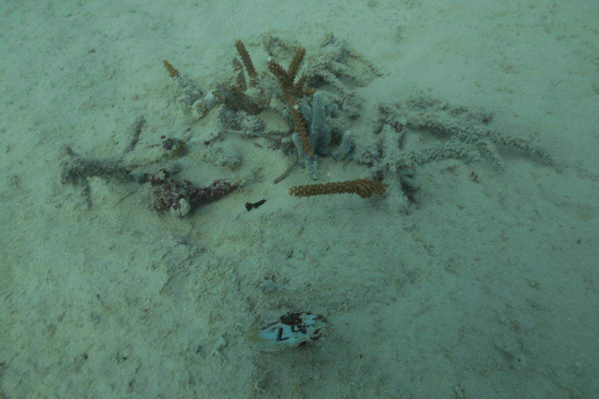 Divers documented coral coated with sediment during the dredge.
