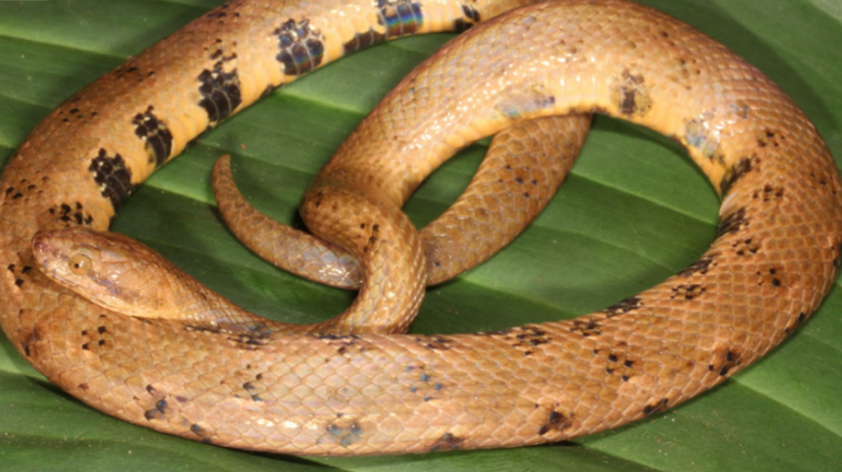 Scientists in the Amazon rainforest stumbled upon a tiny, unknown snake and discovered a new species, Tropidophis cacuangoa, a study said.