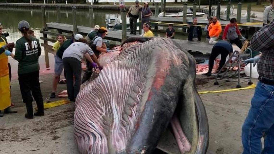 A large whale carcass lies on shore in the Everglades Jan. 29, 2019. The whale was thought to be a Bryde’s whale, but researchers recently concluded it is a new species called a Rice whale.
