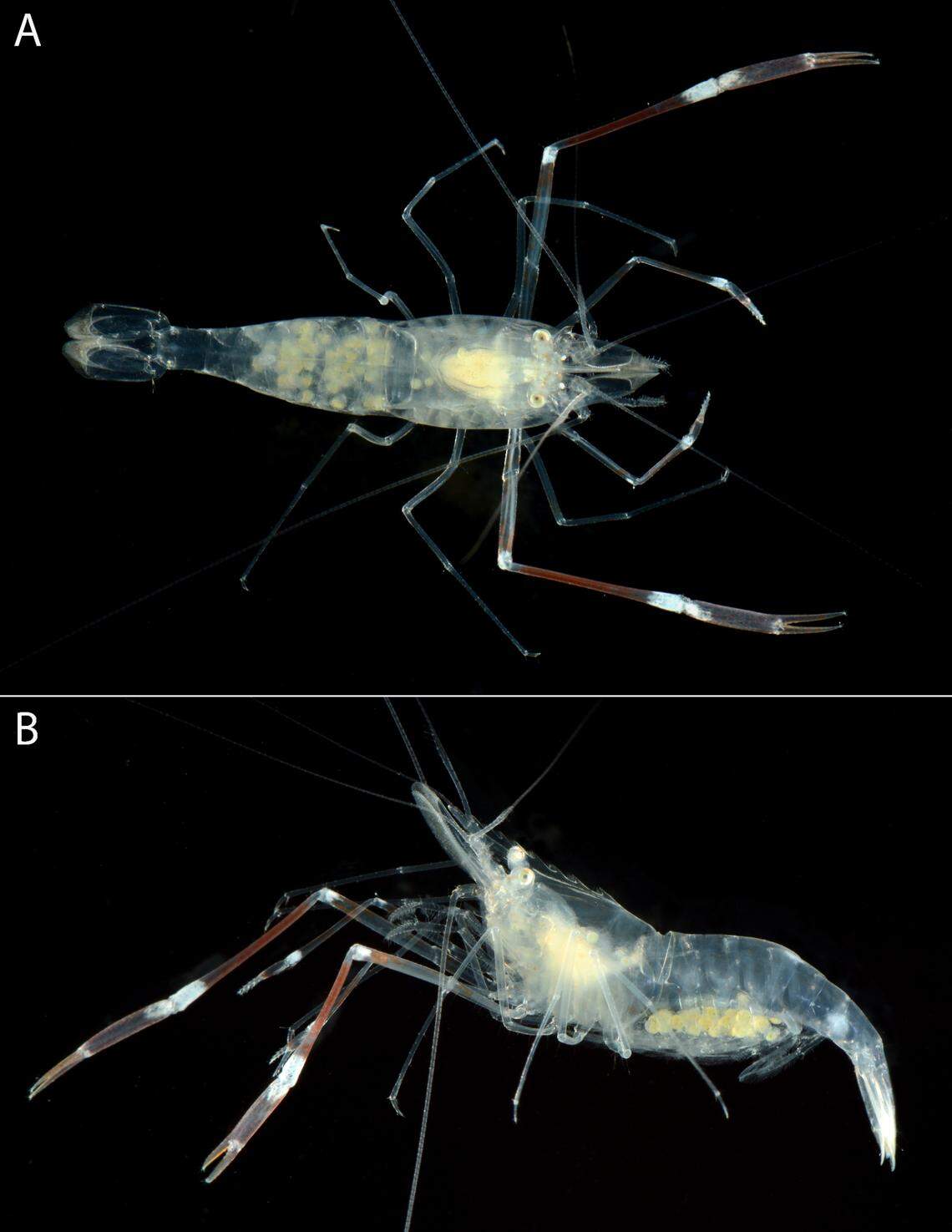 The new species of shrimp, Palaemonella jamila, as seen from the top and side.