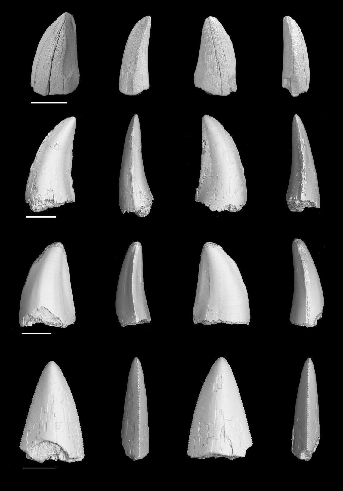 Teeth found on multiple islands in the Caribbean showed sebecids survived there after their extinction in South America, researchers said.