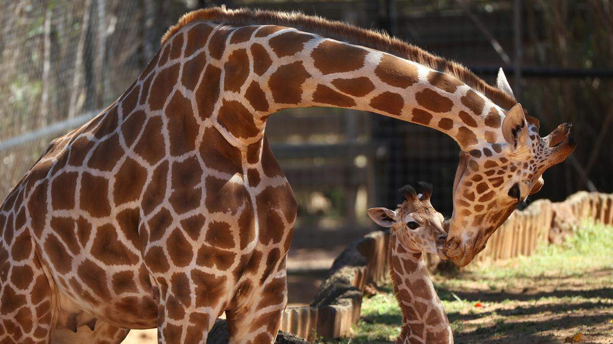 PERTH, AUSTRALIA - SEPTEMBER 23: Perth Zoo's female giraffe Kitoto and her calf interact at Perth Zoo on September 23, 2021 in Perth, Australia. The unnamed female giraffe calf was born to mother Kitoto and father Armani as part of a regional breeding program to prevent the extinction of the species. Perth Zoo is holding a public naming competition to choose the name of the giraffe calf. (Photo by Paul Kane/Getty Images)