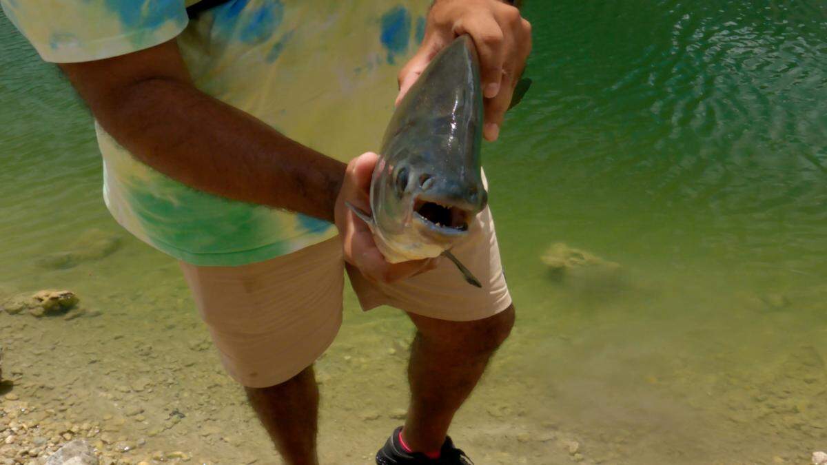 Eric Estrada’s friend and fellow fly fisherman holds a pacu on Aug. 24, 2022, at a residential pond in north Miami Beach.