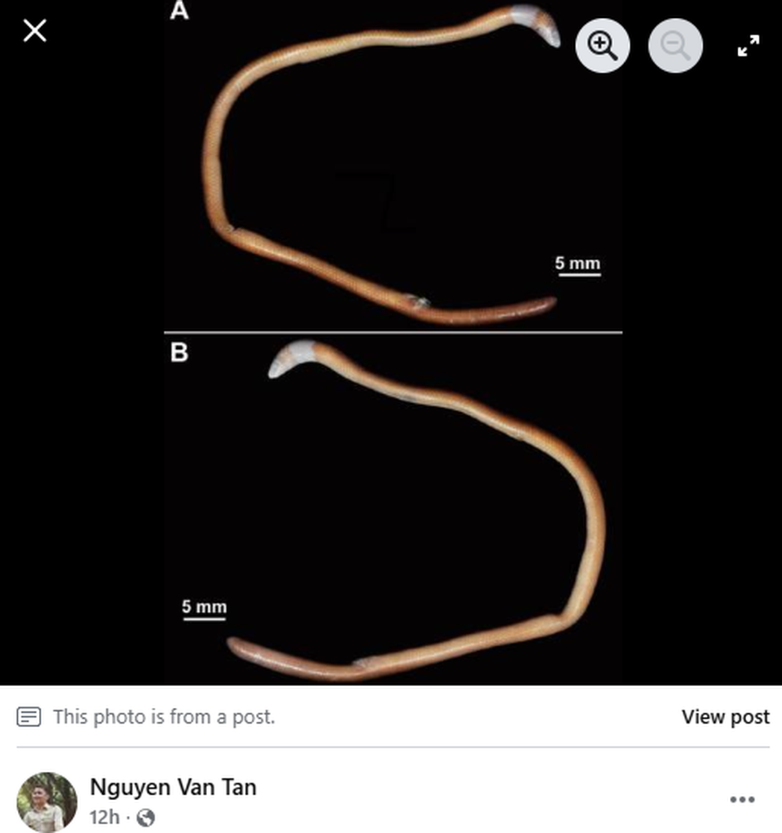 Anna’s blind skink is worm-like and has only remnants of hindlegs.