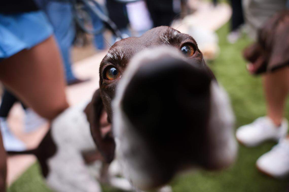 Bodhi, a German shorthaired pointer, sniffs the camera lens during the grand opening of the Chewy Bark Park at 4579 Ponce de Leon Blvd. in Coral Gables, Fla., Saturday, Jan. 31, 2026.