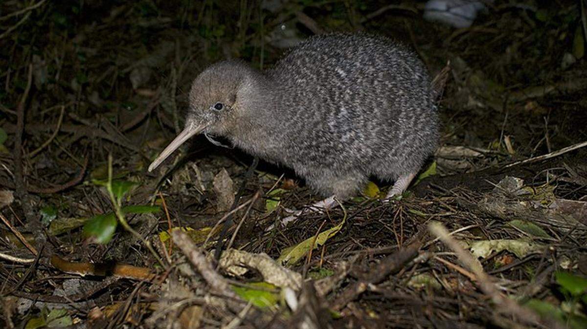 A kiwi, New Zealand’s national bird, is at the center of an international controversy involving Zoo Miami.
