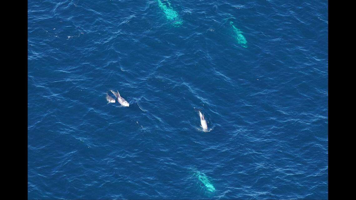 Experts also saw dolphins, including these Risso’s dolphins.