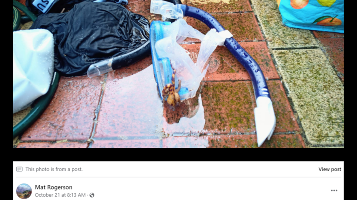 Mat Rogerson found a deadly blue-ringed octopus on his snorkeling gear in Australia, according to a Facebook post.