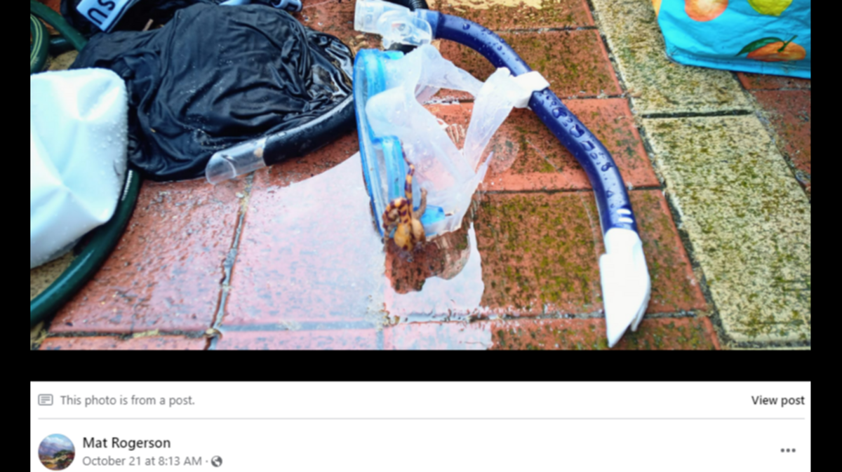 Mat Rogerson found a deadly blue-ringed octopus on his snorkeling gear in Australia, according to a Facebook post.