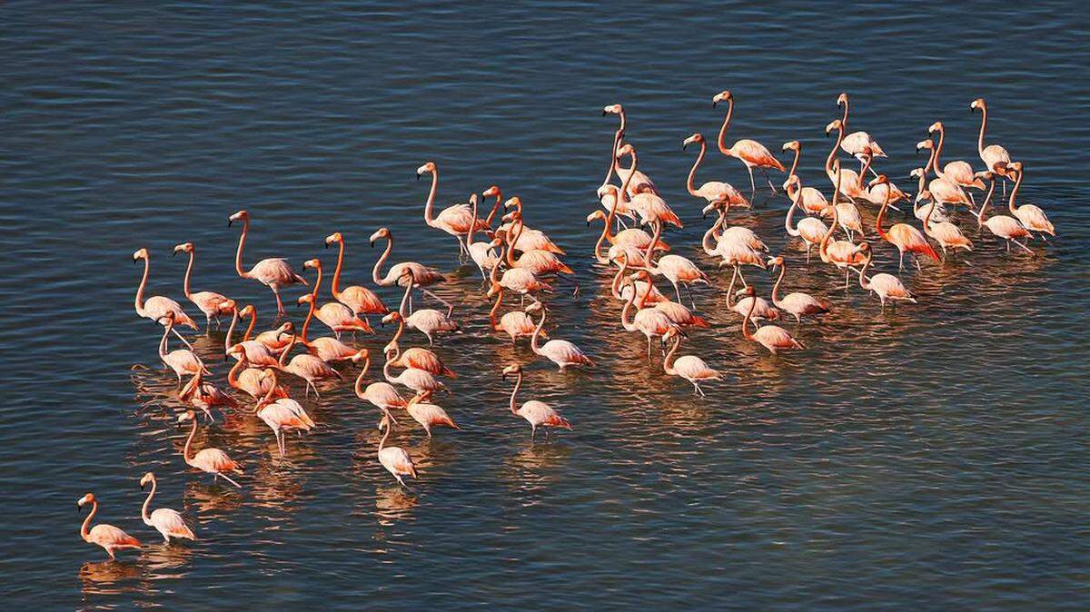 Avian ecologist and Everglades restoration scientist Mark Cook stumbled upon a flock of American flamingos while searching the Florida Bay coastline for woodstorks and spoonbills