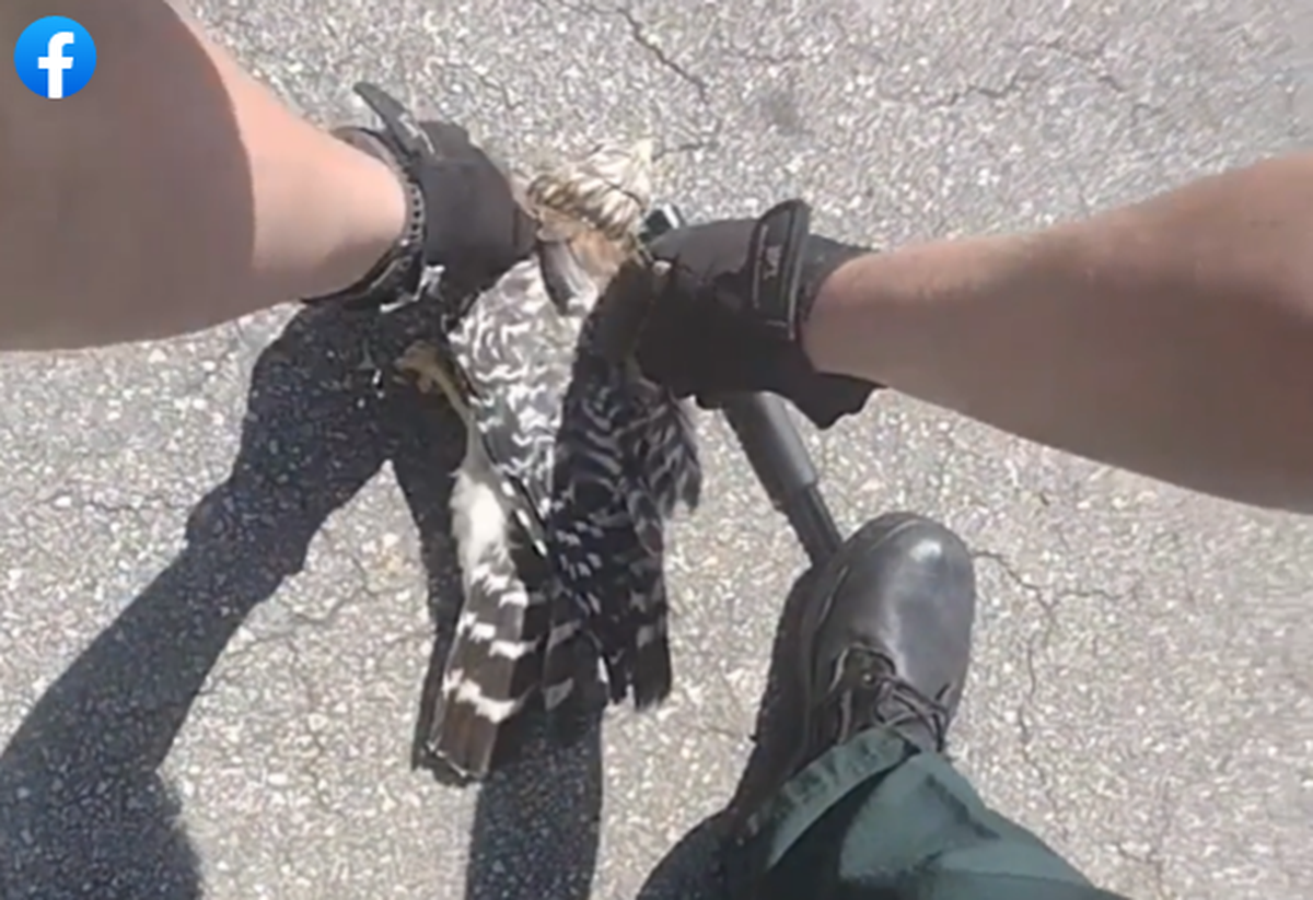 Video shows Florida deputies had to rescue a hawk after the snake it intended to eat began choking it in the middle of the road.