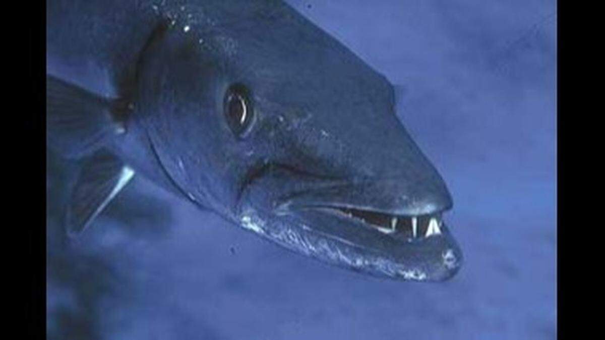 The great barracuda is an “ambush hunter that can burst in speeds up to 35 mph and is a danger to humans,” according to the Florida Museum of Natural History.