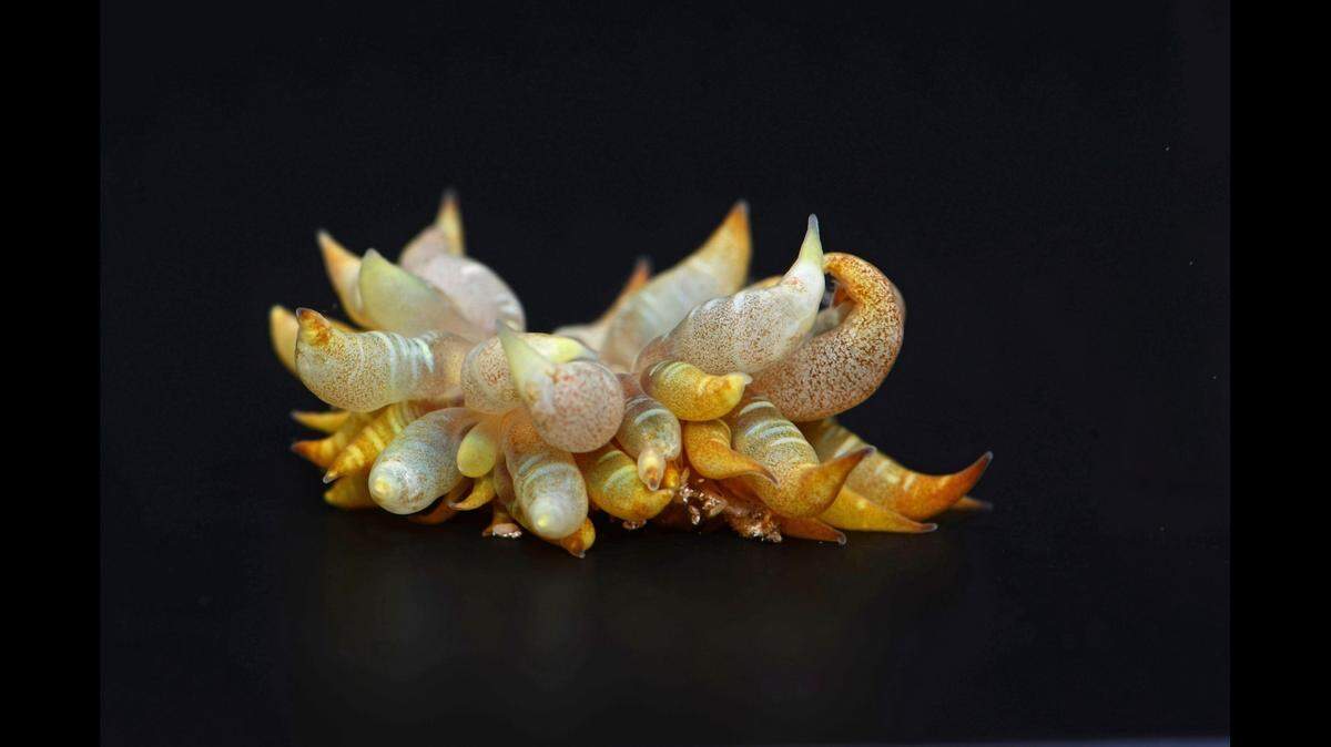 Rare specimens of a new tentacled species were collected from the Gulf of Mexico, according to a new study.