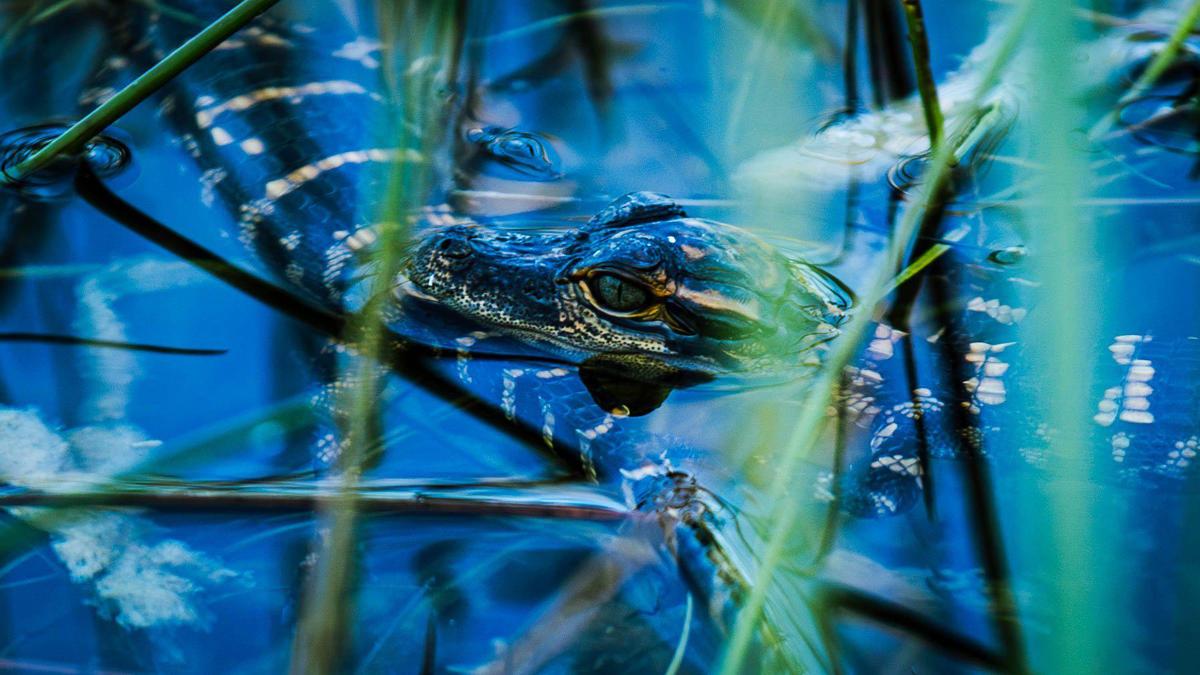 A baby alligator swims along Shark Valley trail on Tuesday, September 10, 2024.
