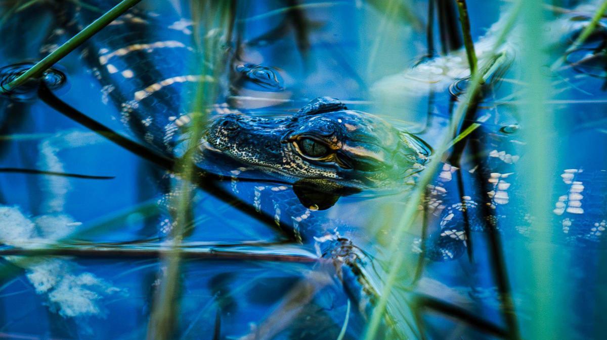 A baby alligator swims along Shark Valley trail on Tuesday, September 10, 2024.
