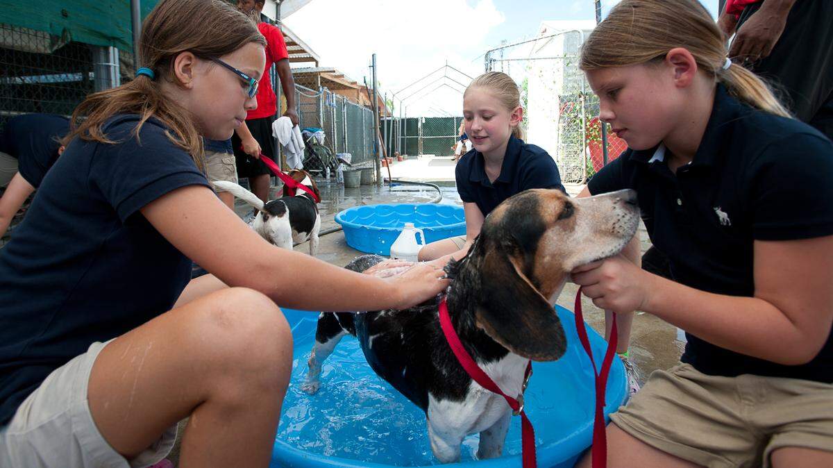 Jessica Hinchey, left, Olivia Fleisher, middle, and Jolie Hughes, all nine-year-old Girl Scouts from Palmetto Bay, volunteer at Paws 4 You Rescue, Sunday, Sept. 30, 2012, in Princeton. 