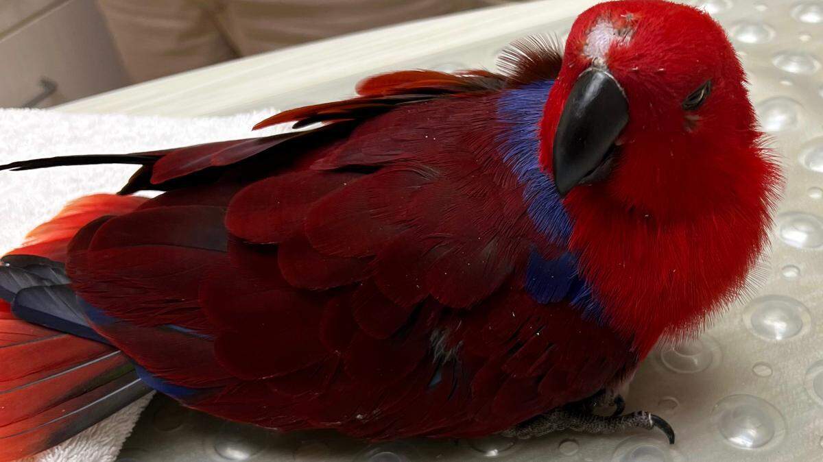 Piper the parrot was stolen from its owner in June 2022 and returned home with multiple broken bones and other injuries. An arrest was made Aug. 2, 2022.