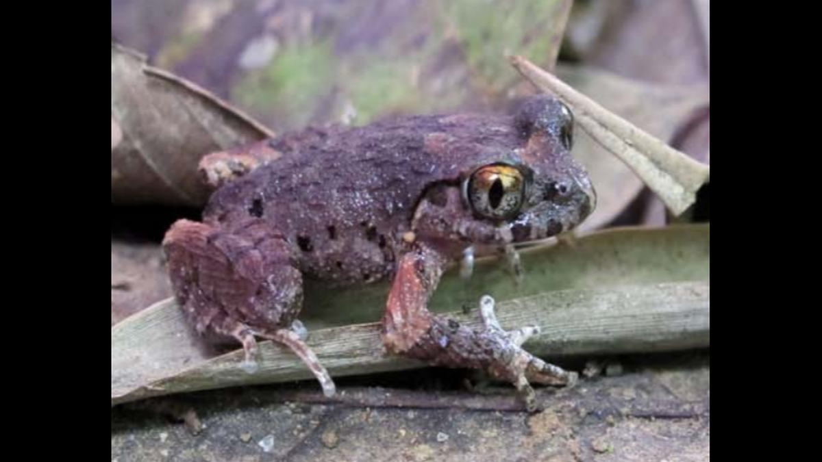 The rough-skinned frog has “purple pink” skin, according to scientists.