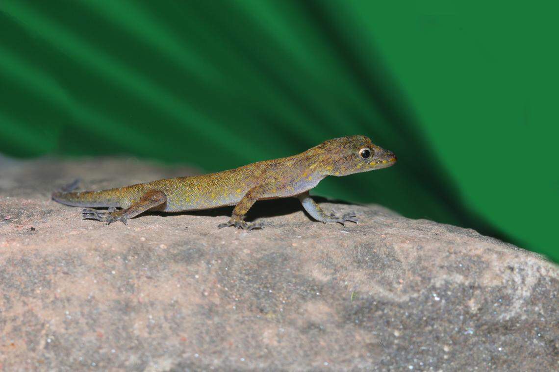 A Cnemaspis fortis, or brave dwarf gecko, perched on a rock.