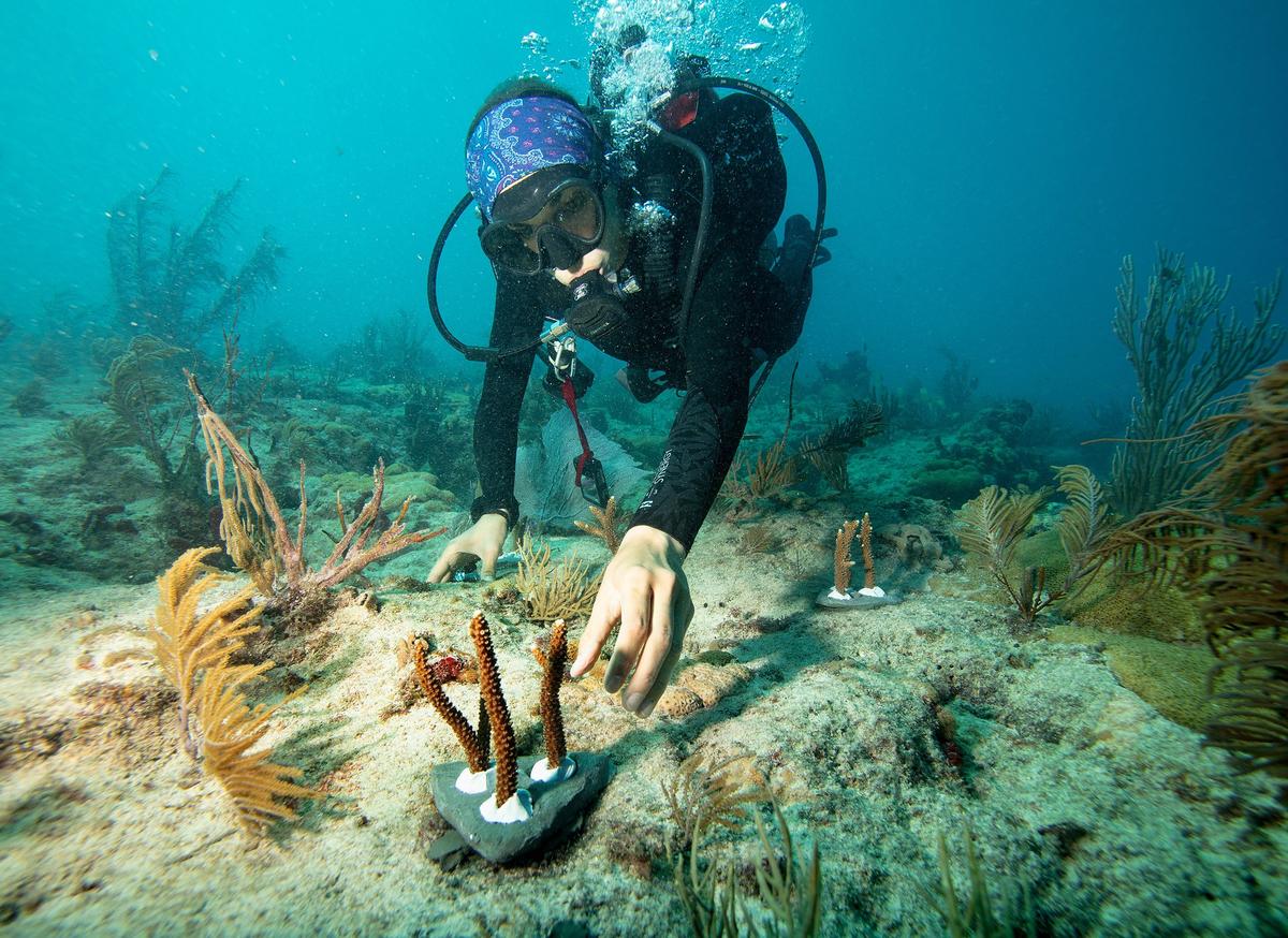 Liv Williamson, investigadora de corales de la Escuela Rosenstiel de la UM, planta un coral cuerno de ciervo durante una inmersión de Rescue a Reef en Key Biscayne el miércoles 20 de noviembre de 2019.