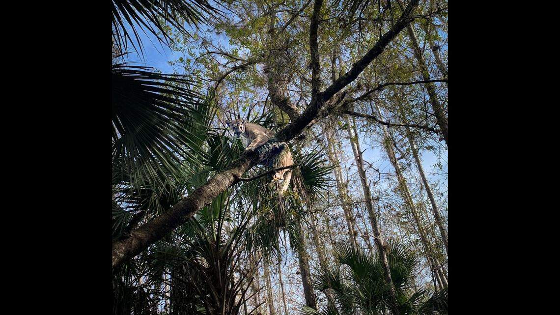 The 166-pound panther was captured in January when hunting dogs chased it up a tree in southwest Florida, according to the Florida Fish and Wildlife Conservation Commission.