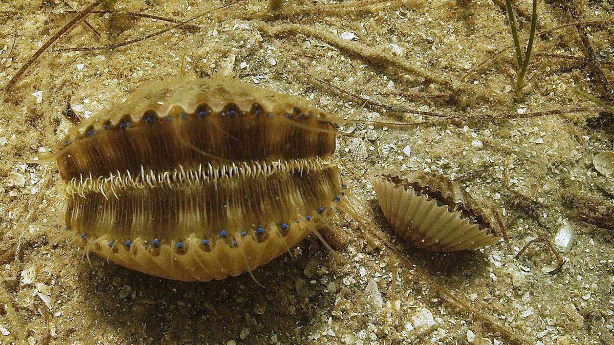 Bay scallops (Argopecten irradians) have rows of up to 100 tiny, blue eyes that line the outer rims of their shell