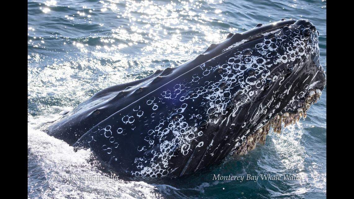 The creature was rolling around near the boat, witnesses said.