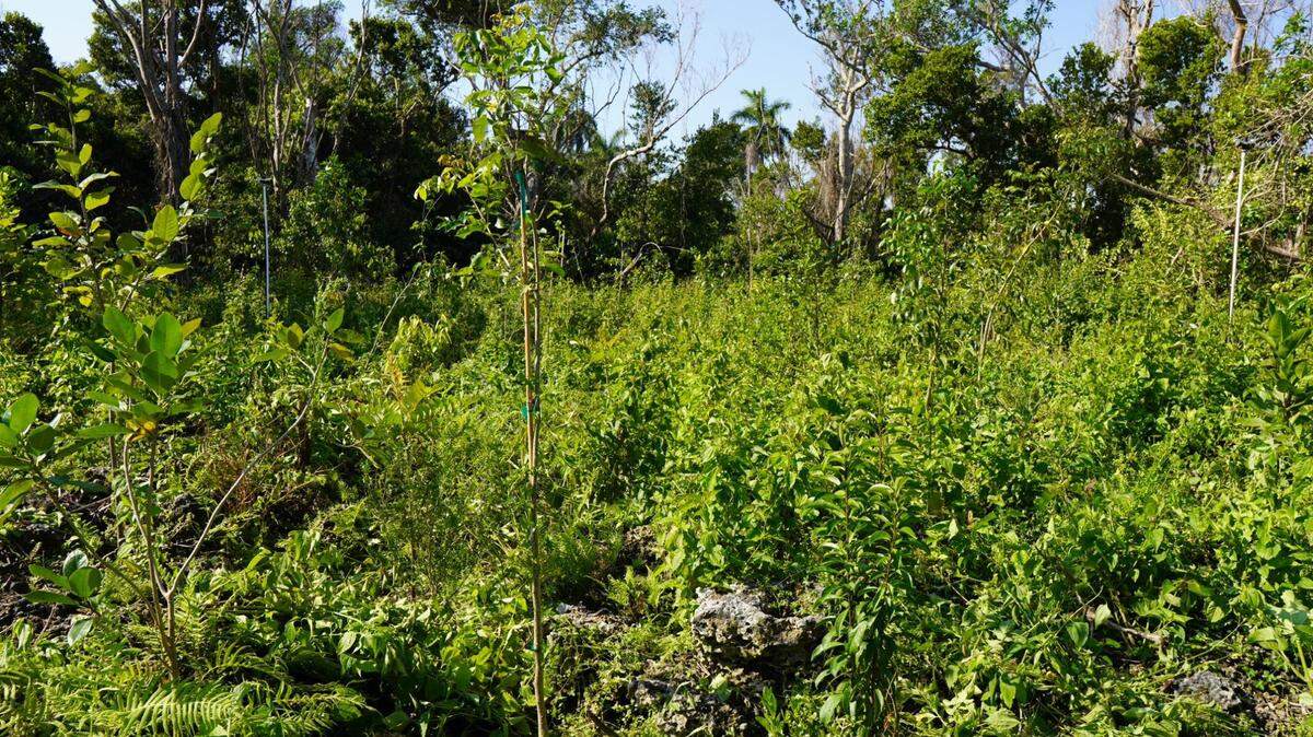 Invasive plants will be replaced with native species in this area of Matheson Hammock Park in a restoration project set to start this summer.