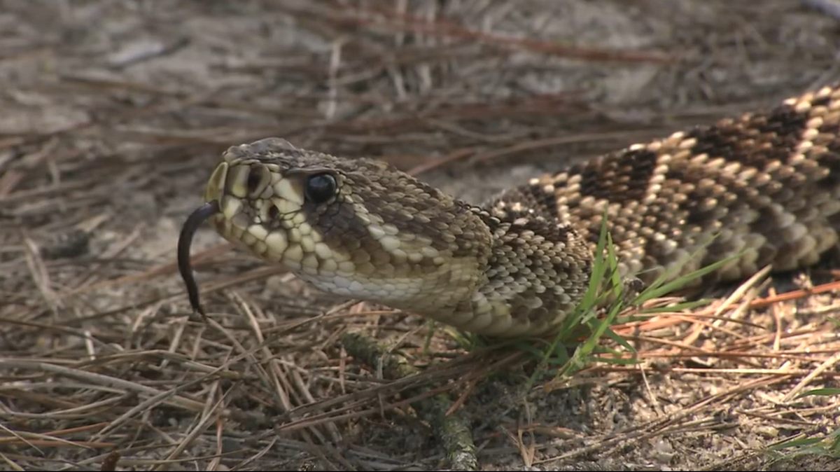 Eastern diamondbacks are native to Florida and the largest species of rattlesnake in the country, reaching up to 8 feet in length, the Florida Fish and Wildlife Conservation Commission says. This is not the snake that bit the social media influencer.