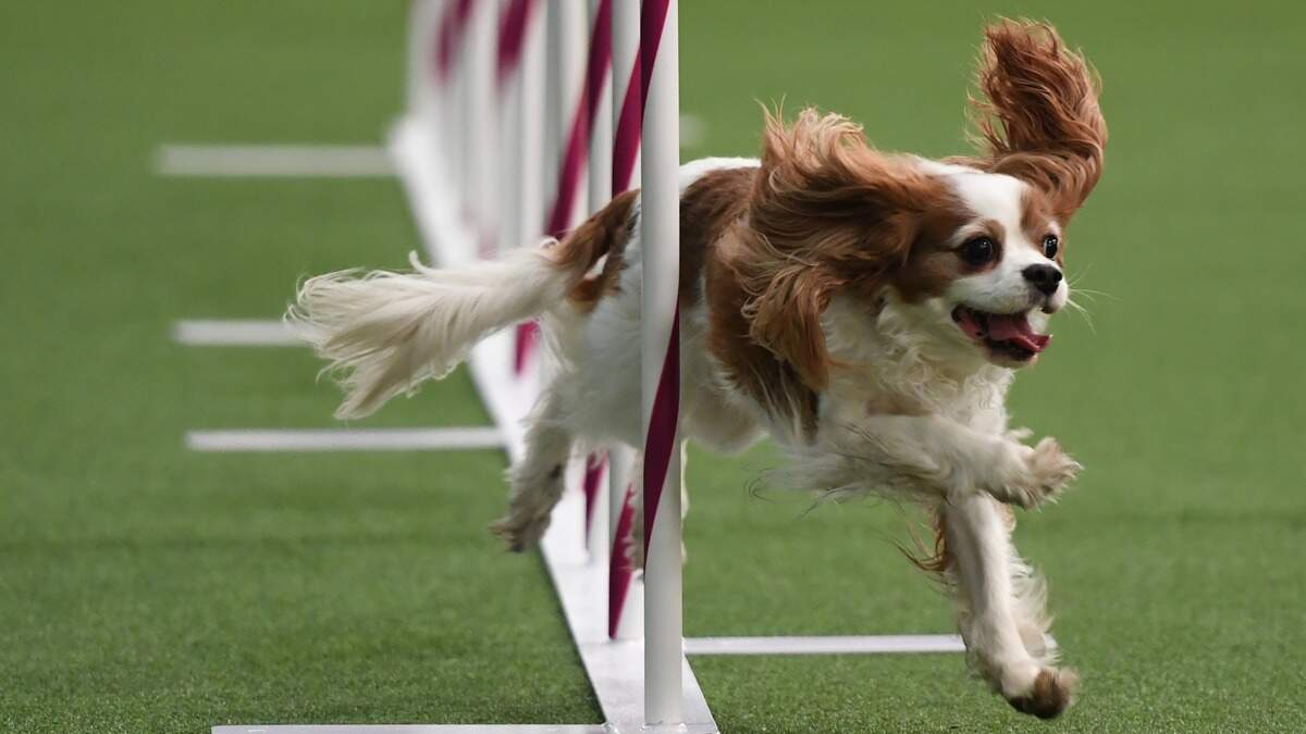backyard ideas for dogs