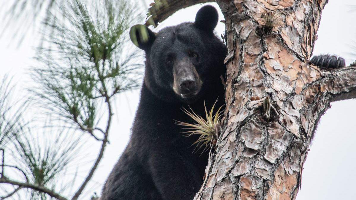 The Florida Wildlife Corridor provides habitat for 2,000 species, 60 of which are either threatened or endangered.