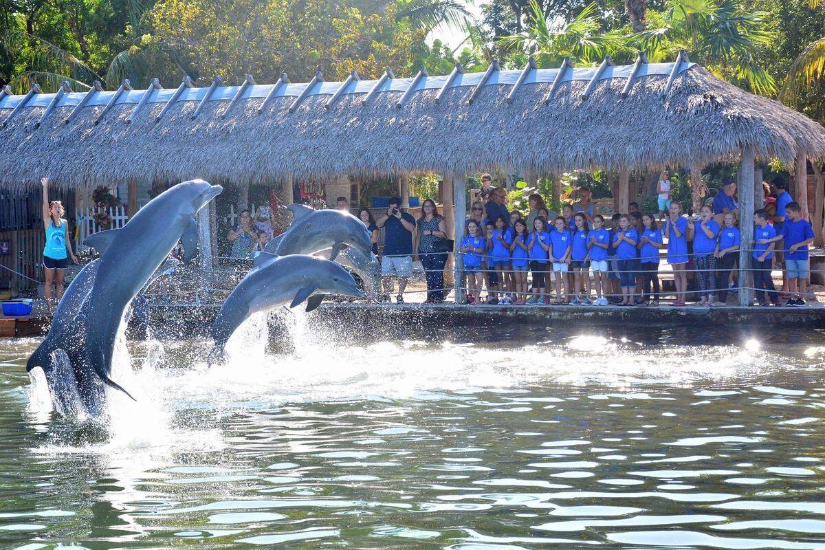 Dolphins Research Center