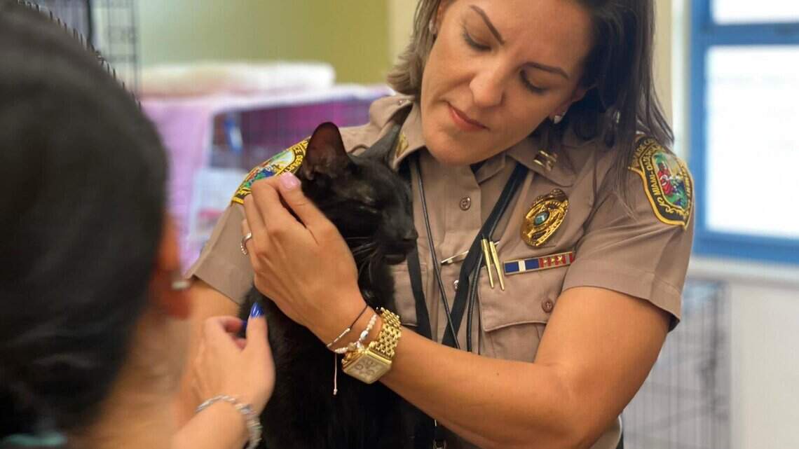 Cat that lived in collapsed Surfside condo tower is found safe, reunited with family