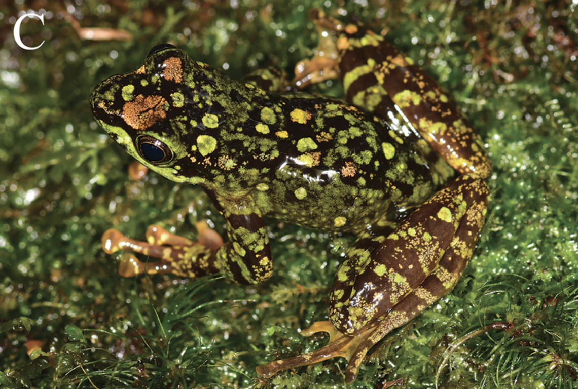 The frogs are threatened by human impacts in all of its habitats.