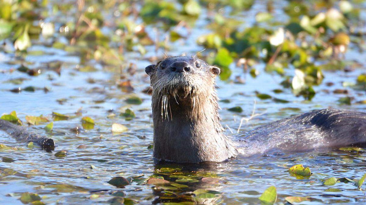 A person was hospitalized after being attacked by an otter (not the one shown) at Wekiva Island in Seminole County, the Florida Fish and Wildlife Conversation Commission reports.