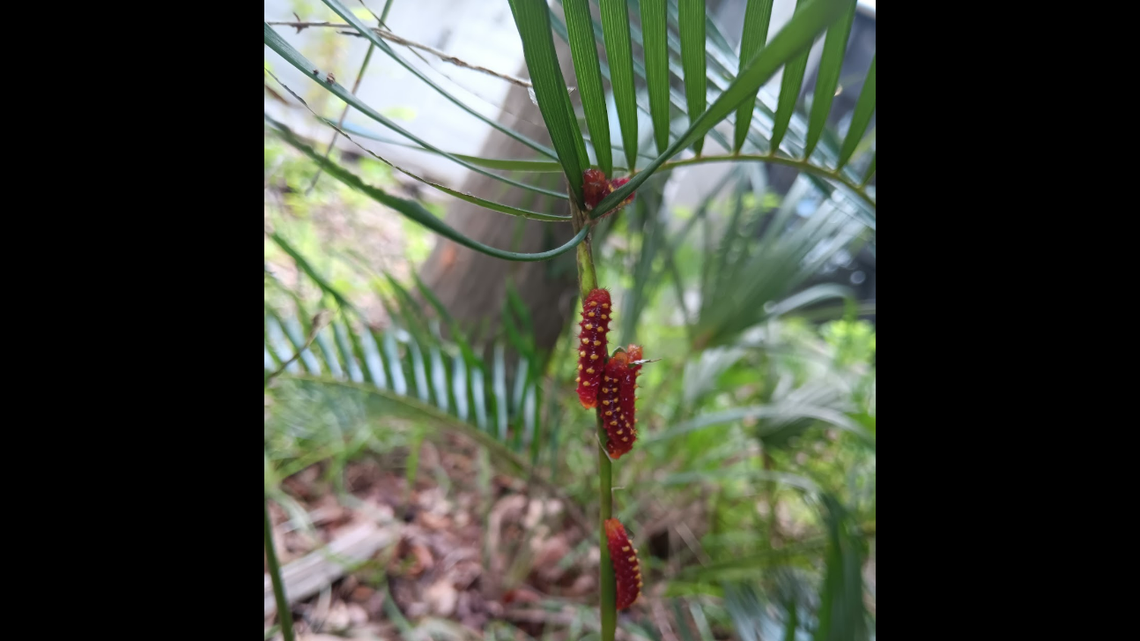 Vibrant red caterpillars have been found on plants at Everglades National Park and closer inspection revealed this is not a new invasive species in Florida.