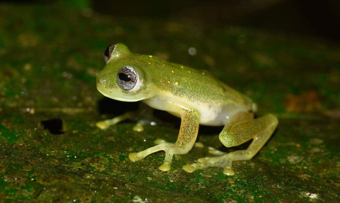 Photo shows Pijaos’ glassfrog or Nymphargus pijao.