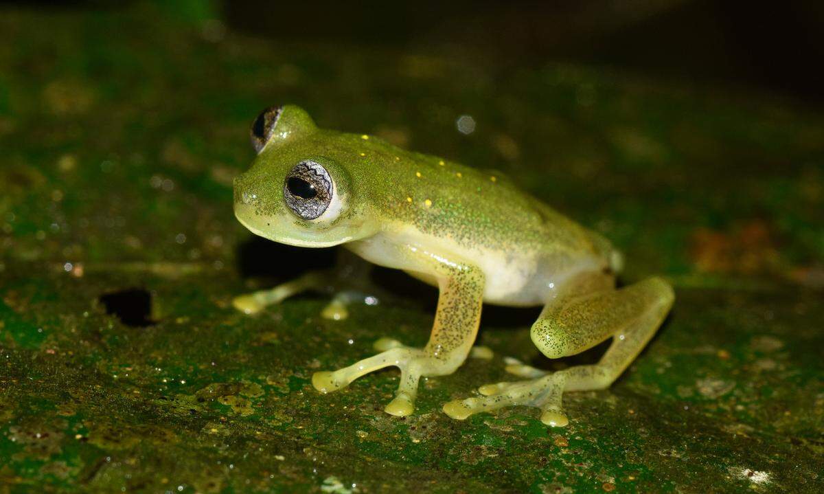 Photo shows Pijaos’ glassfrog or Nymphargus pijao.