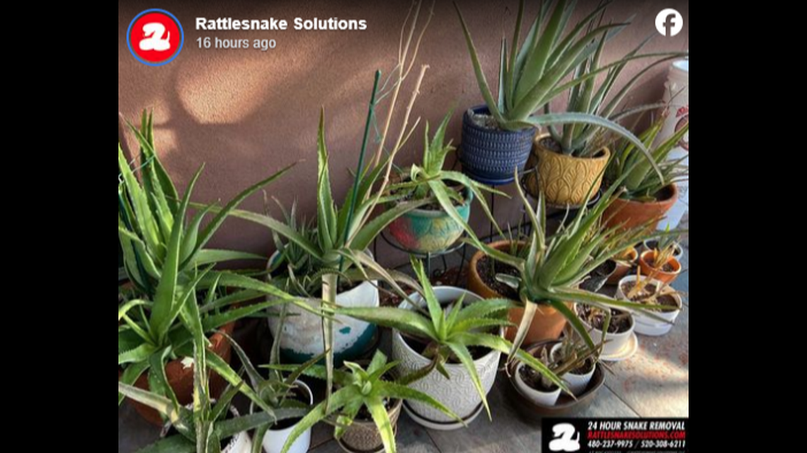 This August photo taken in Ahwatukee, Arizona, has a rattlesnake in it. Can you see the snake?