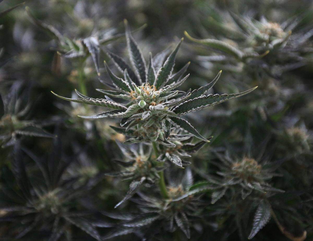 Plantas de marihuana crecen en una de las muchas salas de cultivo de Curaleaf Homestead Cultivation Facility.