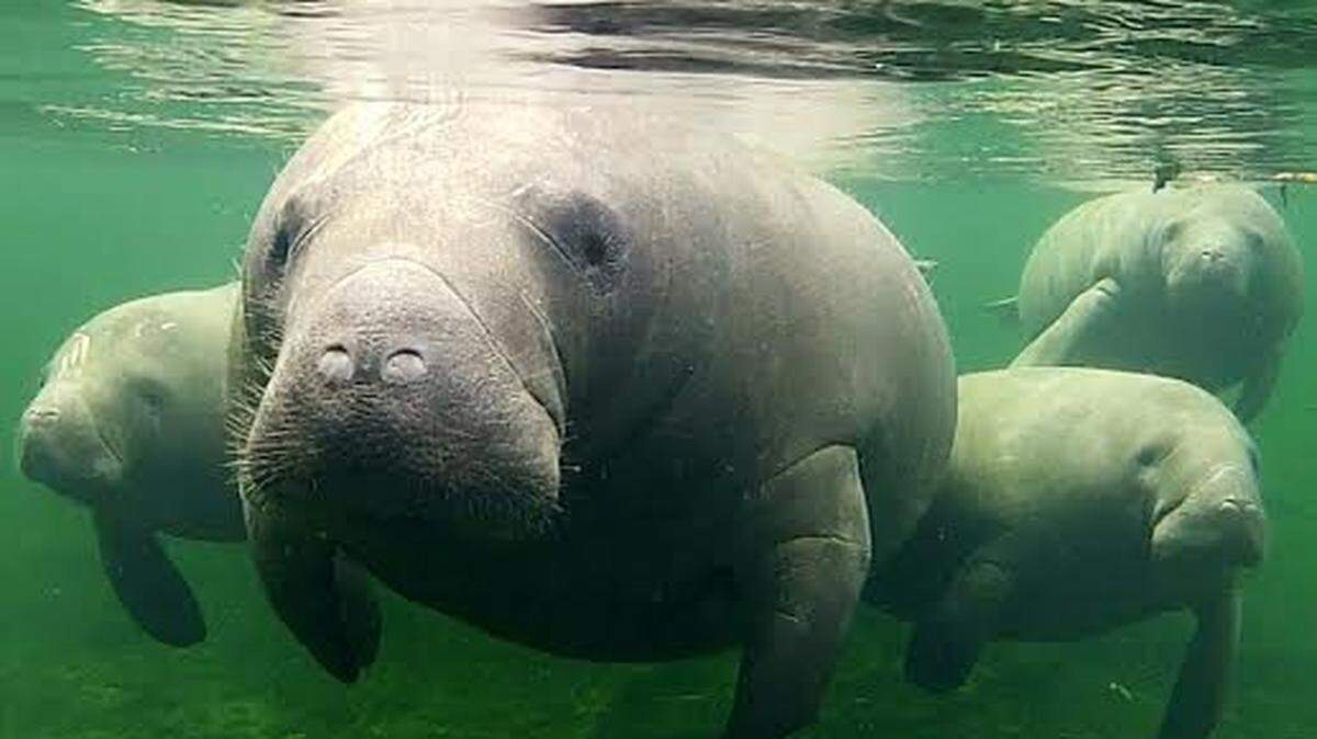 Many manatee deaths in the past couple of years have occurred in the Indian River lagoon, where poor water quality and algae blooms have depleted seagrass beds that provide a key food source for the animals.