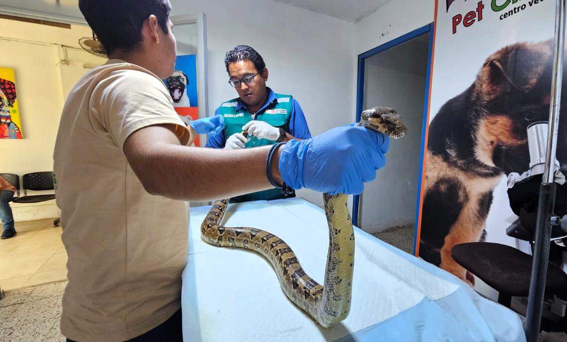 The snake measured more than 7 feet long.