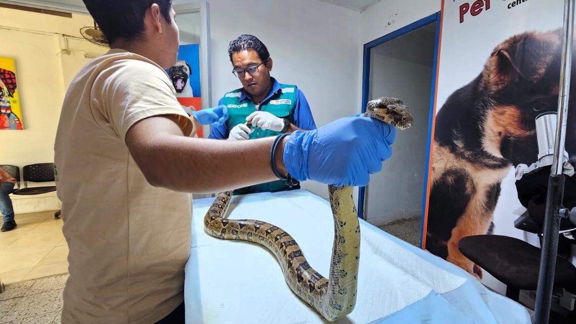 The snake measured more than 7 feet long.