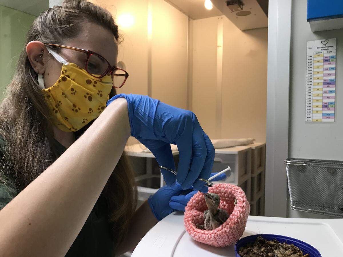 South Florida Wildlife Center animal caregiver Emma Geisler feeds a blue jay hatchling.