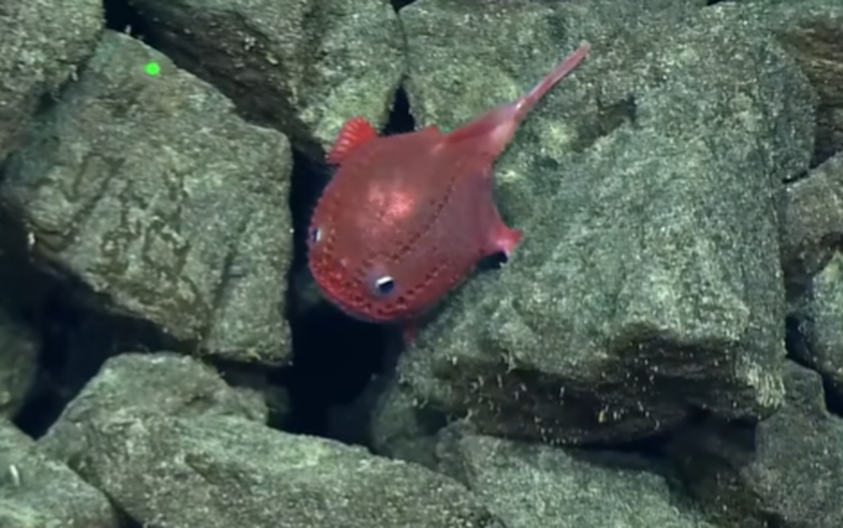 The species of “sea toad” uses its fins to maintain position on the rocks.