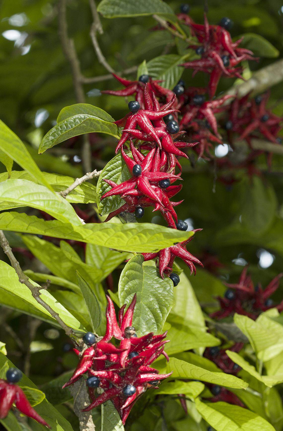 The starfish-like fruit of Fairchild’s clerodendrum.
