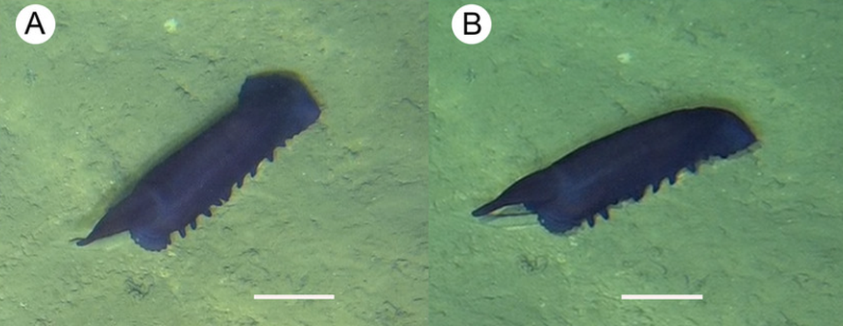 The black pearl sea cucumber is deep purple in color with thick skin, researchers said.