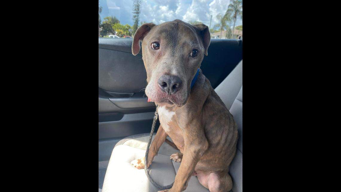 Harley, the pit bull, was reunited with his family in Missouri after going missing in Florida eight years ago, authorities said.